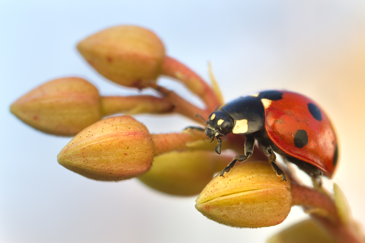 Seven Spot Ladybird 8